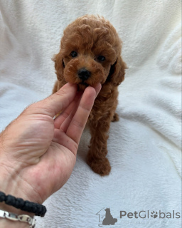 Photo №2 to announcement № 147259 for the sale of poodle (royal) - buy in Australia breeder