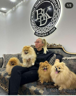 Photo №2 to announcement № 93739 for the sale of pomeranian - buy in Serbia breeder
