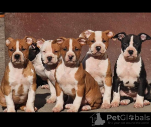 Additional photos: American Staffordshire Terrier