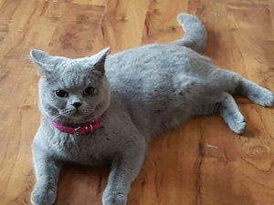 Photo №2 to announcement № 1019 for the sale of british shorthair - buy in Poland private announcement, from nursery, breeder