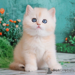 Photo №2 to announcement № 120723 for the sale of british shorthair - buy in Belgium 