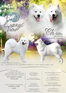 Photo №1. samoyed dog - for sale in the city of Saratov | 466$ | Announcement № 2983