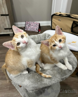 Photo №3. Domestic cat. Germany