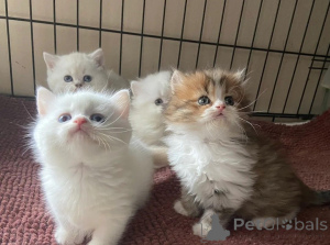 Photo №1. munchkin shorthair - for sale in the city of Taufkirchen | 465$ | Announcement № 166308