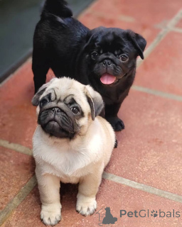 Photo №1. pug - for sale in the city of Braunau am inn | negotiated | Announcement № 171694