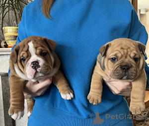 Additional photos: English bulldog puppies for sale