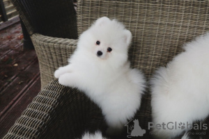 Photo №4. I will sell pomeranian in the city of Бернау. private announcement - price - Is free