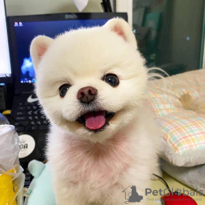 Photo №2 to announcement № 32157 for the sale of pomeranian - buy in Germany private announcement