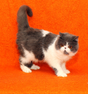 Photo №1. exotic shorthair - for sale in the city of Biysk | 110$ | Announcement № 3906