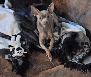 Photo №1.  - for sale in the city of Berlin | 471$ | Announcement № 147157