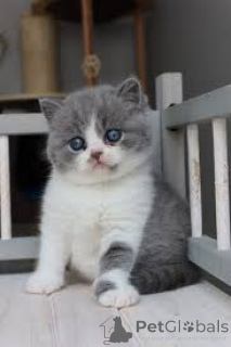 Photo №2 to announcement № 164812 for the sale of british shorthair - buy in Finland private announcement, breeder