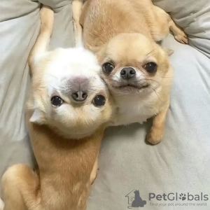 Photo №2 to announcement № 132464 for the sale of chihuahua - buy in Belgium breeder