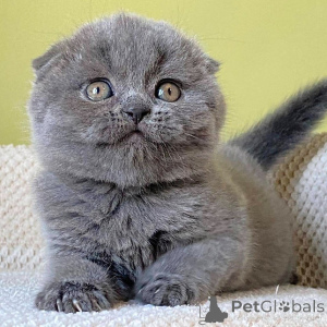 Photo №1. scottish fold - for sale in the city of Berlin | 250$ | Announcement № 155489