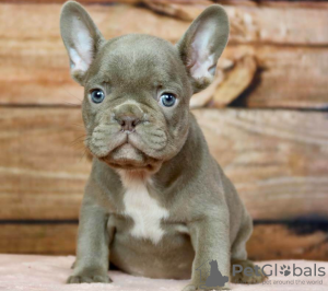 Photo №1. french bulldog - for sale in the city of Stockholm | negotiated | Announcement № 113181