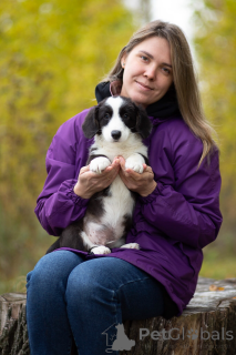 Photo №4. I will sell welsh corgi in the city of St. Petersburg. from nursery - price - 501$