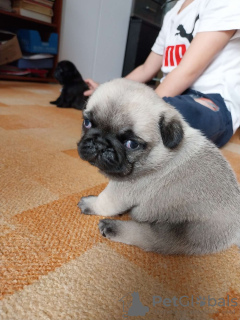 Photo №4. I will sell pug in the city of Varna. private announcement - price - 475$