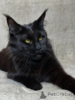 Photo №3. Meet Orion bold, majestic, and full of heart. A little king who loves adventure. Netherlands