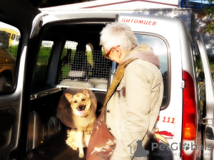 Photo №2. Services for the delivery and transportation of cats and dogs in Belarus. Price - negotiated. Announcement № 9412