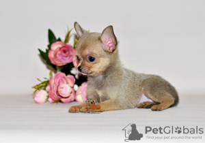 Additional photos: Unusual handsome man of gentle color. Chihuahua boy.