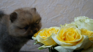 Photo №3. Purebred and very beautiful spitz puppies for sale, with pedigree.. Russian Federation