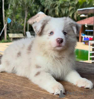 Photo №2 to announcement № 166820 for the sale of border collie - buy in Germany breeder