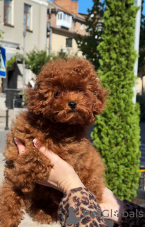 Photo №4. I will sell poodle (toy) in the city of Berlin. breeder - price - 1342$