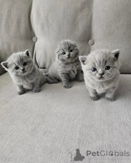 Photo №3. Cute adorable British shorthair kittens available for sale contact whatsapp. Germany