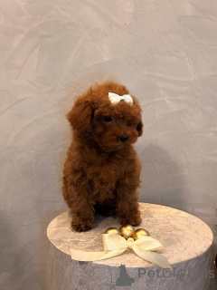 Photo №3. Toy Poodle puppy, female. Serbia