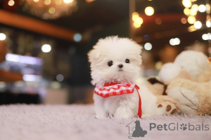 Photo №2 to announcement № 155041 for the sale of maltese dog - buy in United States breeder