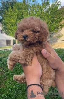 Additional photos: Poodle puppies