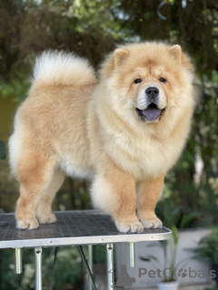 Photo №2 to announcement № 117441 for the sale of chow chow - buy in Serbia breeder