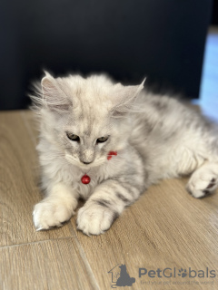 Photo №1. maine coon - for sale in the city of Monaco | 2958$ | Announcement № 114987