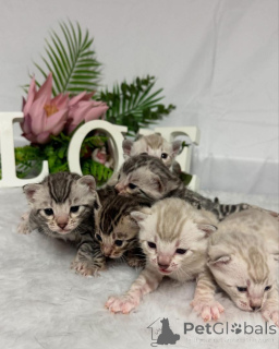 Photo №1. bengal cat - for sale in the city of Baden | 706$ | Announcement № 152766