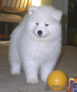 Photo №1. samoyed dog - for sale in the city of Никосия | 750$ | Announcement № 10848