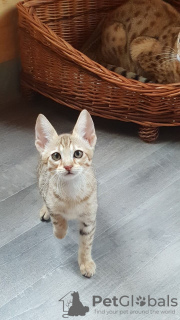 Additional photos: Lovely Savannah Kittens with Pedigree for sale