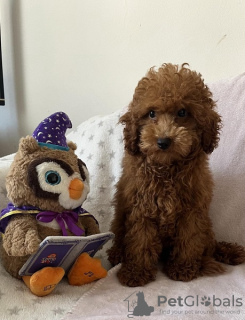 Photo №2 to announcement № 109026 for the sale of poodle (toy) - buy in Serbia 