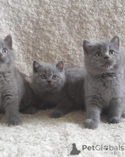 Photo №1. british shorthair - for sale in the city of Ramstein-Miesenbach | 578$ | Announcement № 166064