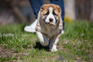Photo №1. central asian shepherd dog - for sale in the city of Hinterglemm | negotiated | Announcement № 170070