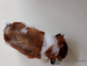 Photo №3. Wunderschöne Shih-Tzu-Welpen suchen ein liebevolles neues Zuhause. Germany