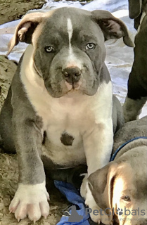 Photo №2 to announcement № 11460 for the sale of american bully - buy in France breeder