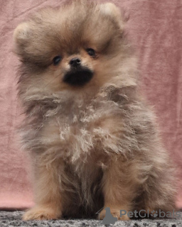 Photo №2 to announcement № 29709 for the sale of pomeranian - buy in Ukraine from nursery