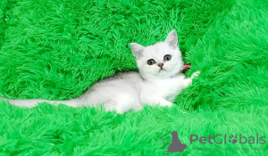 Photo №2 to announcement № 18222 for the sale of british shorthair - buy in Ukraine breeder