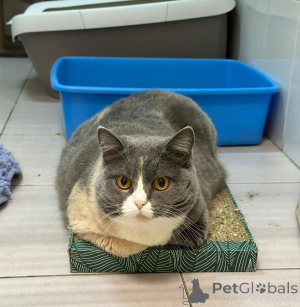 Photo №3. Fenya, a Scottish mixed breed cat, is waiting for caring owners. Russian Federation