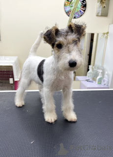 Photo №1. non-pedigree dogs - for sale in the city of Chicago | 500$ | Announcement № 152370