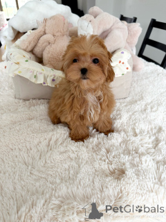 Photo №2 to announcement № 165534 for the sale of maltipu - buy in Germany private announcement, breeder