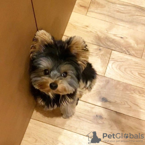 Photo №1. yorkshire terrier - for sale in the city of Stockholm | negotiated | Announcement № 77483