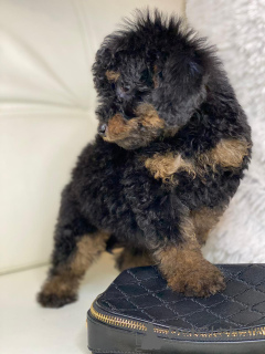 Photo №2 to announcement № 35423 for the sale of poodle (toy) - buy in Belarus private announcement, breeder