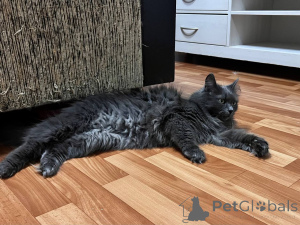 Photo №2 to announcement № 157487 for the sale of  - buy in Belarus private announcement