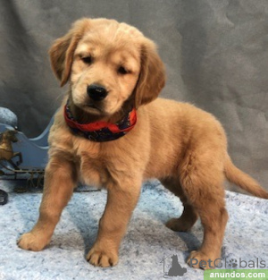 Photo №1. golden retriever - for sale in the city of Budapest | 47$ | Announcement № 141239