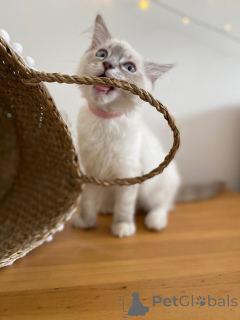 Photo №3. Luna elegance, love, and a touch of playfulness. France